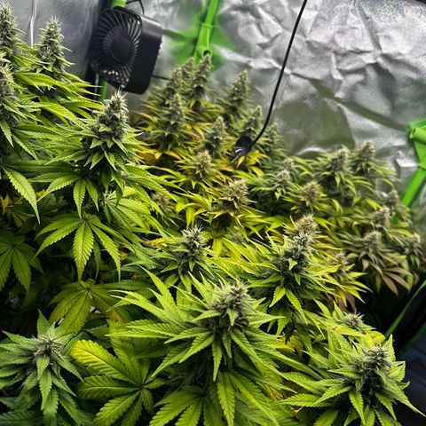 Runtz growlog timeline photo