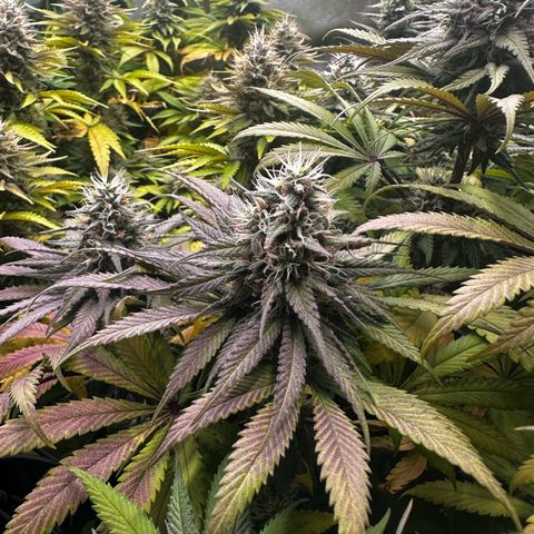 Runtz growlog timeline photo