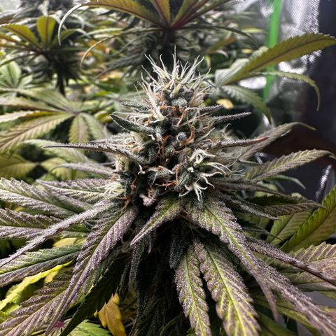 Runtz growlog timeline photo