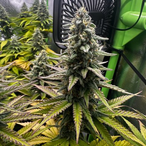 Runtz growlog timeline photo