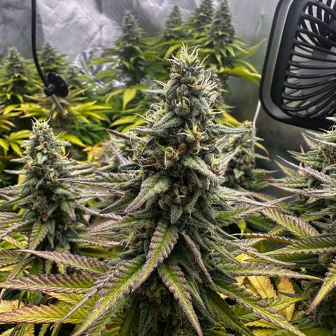 Runtz growlog timeline photo