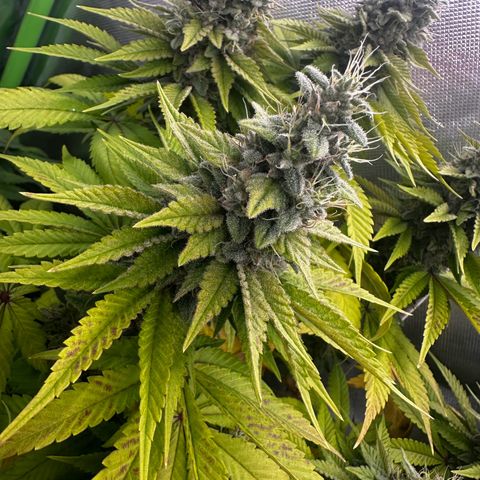 Runtz growlog timeline photo
