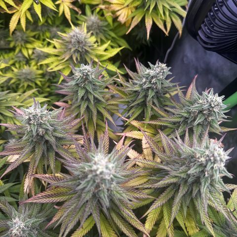 Runtz growlog timeline photo