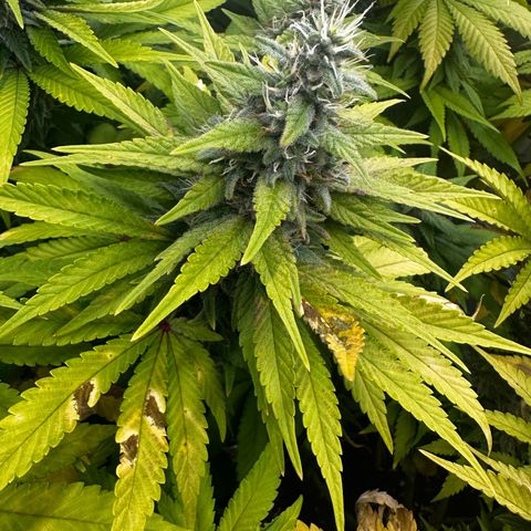 Runtz growlog timeline photo