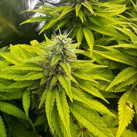 Runtz growlog timeline photo