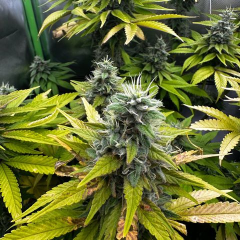 Runtz growlog timeline photo