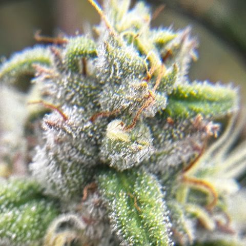 Runtz growlog timeline photo
