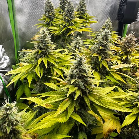 Runtz growlog timeline photo