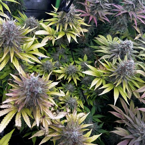 Runtz growlog timeline photo