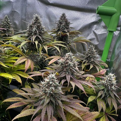 Runtz growlog timeline photo