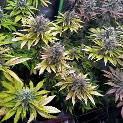 Runtz growlog timeline photo