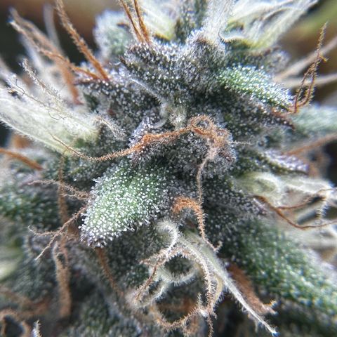 Runtz growlog timeline photo