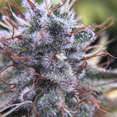 Runtz growlog timeline photo