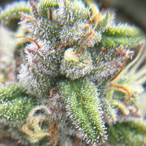 Runtz growlog timeline photo