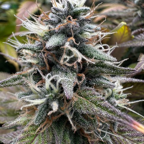 Runtz growlog timeline photo