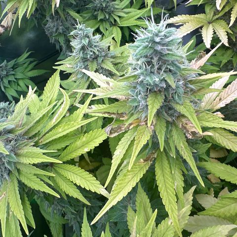Runtz growlog timeline photo