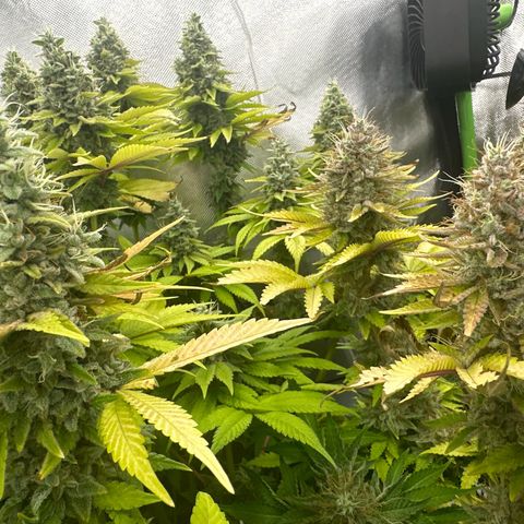 Runtz growlog timeline photo