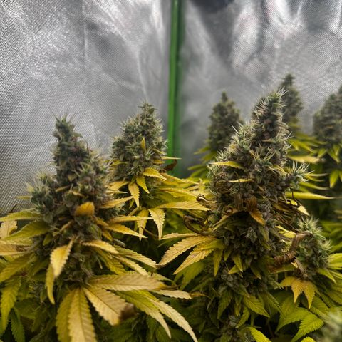 Runtz growlog timeline photo