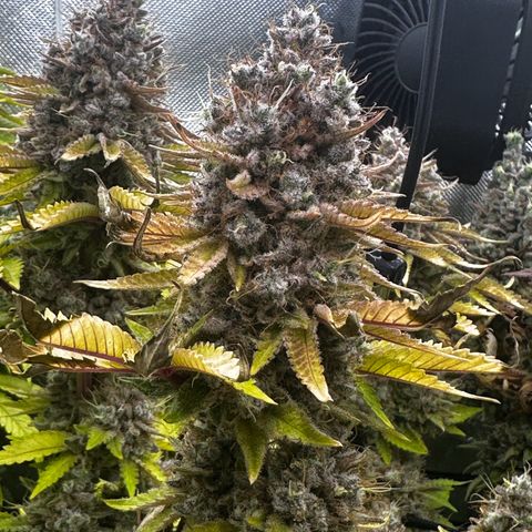 Runtz growlog timeline photo