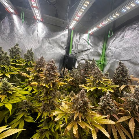 Runtz growlog timeline photo