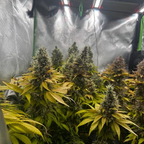 Runtz growlog timeline photo