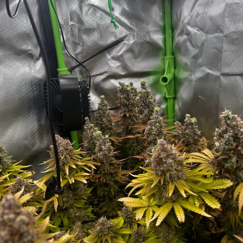 Runtz growlog timeline photo