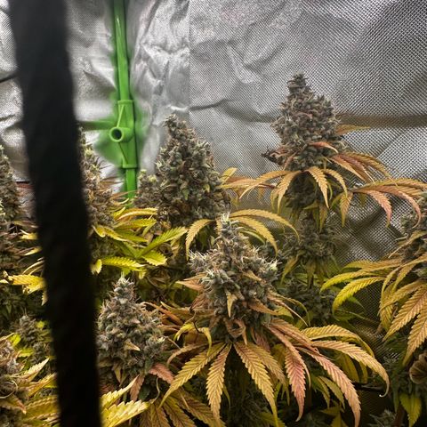 Runtz growlog timeline photo