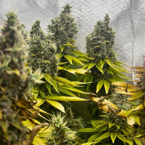 Runtz growlog timeline photo