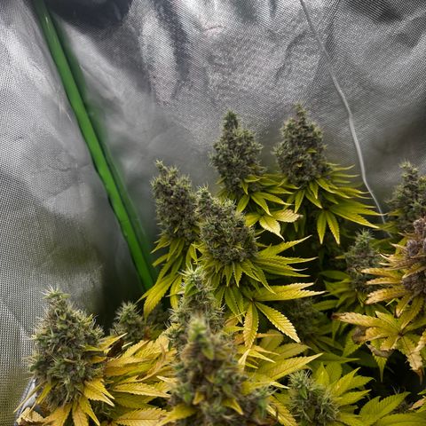 Runtz growlog timeline photo