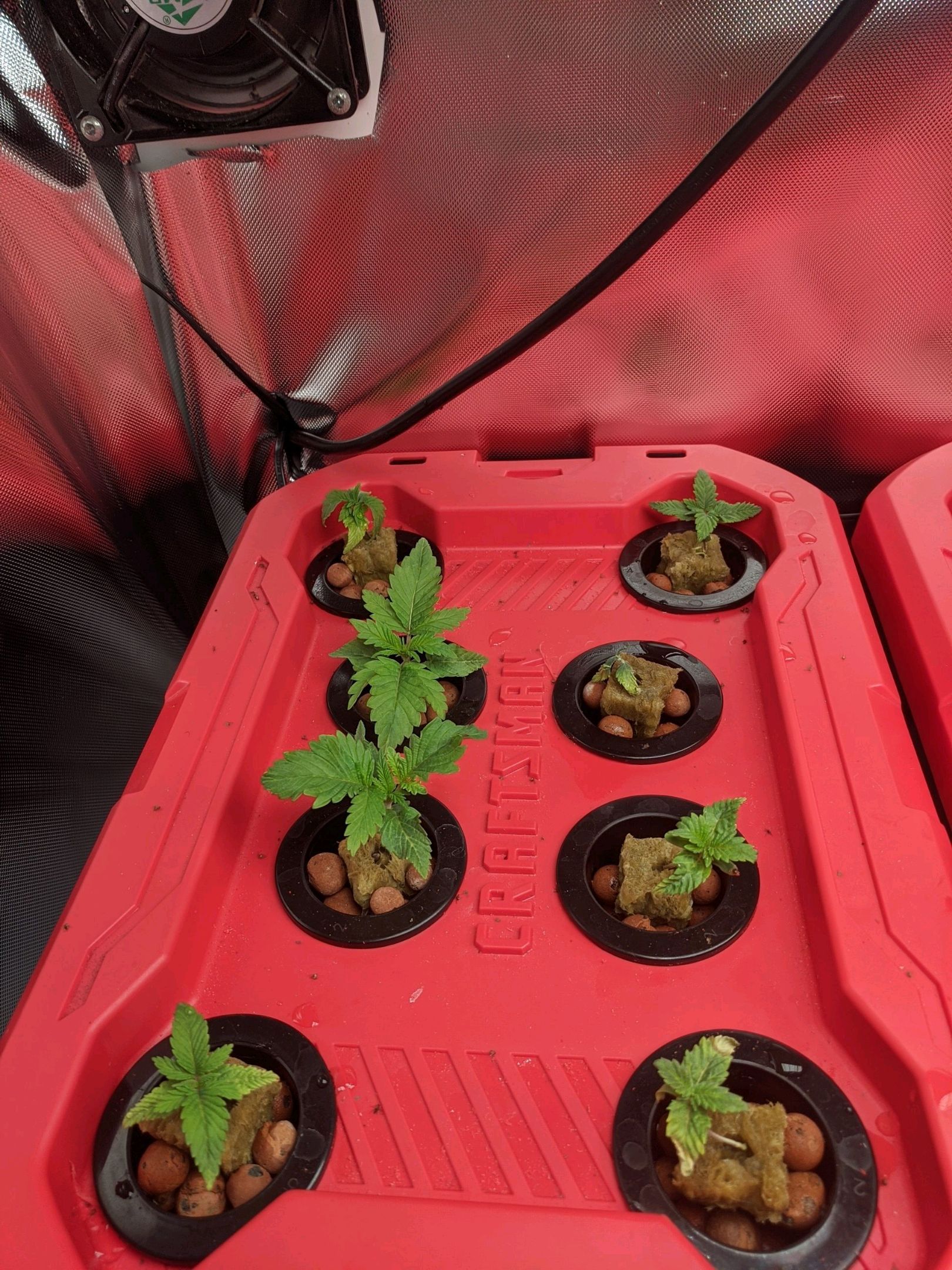 White Widow x2 growlog header