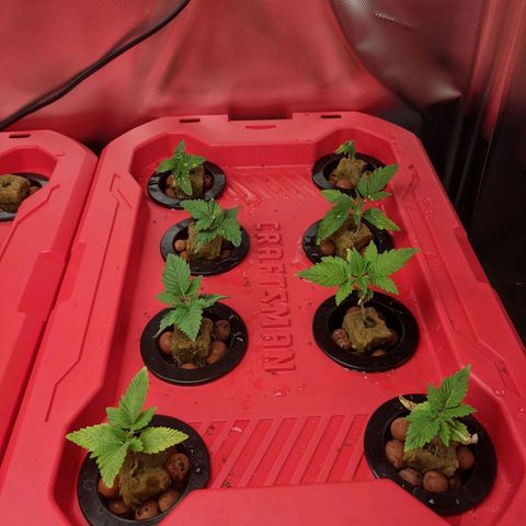 Bcn diesel x3 growlog photo