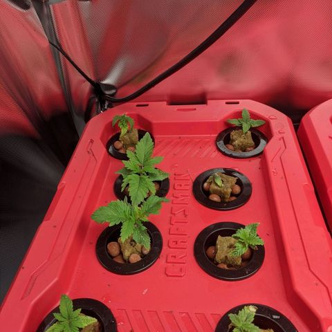 White Widow x2 growlog timeline photo