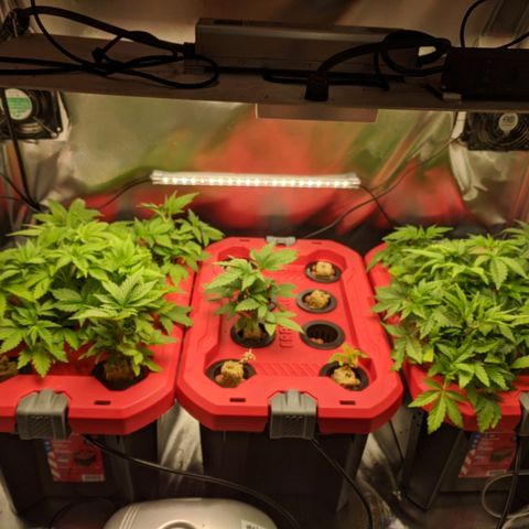 Purple pinecone x2 growlog photo: 2 days b4 flowering