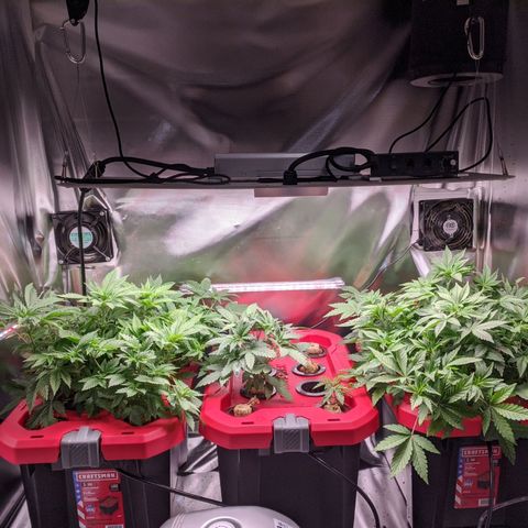Purple pinecone x2 growlog photo: 2 days b4 flowering