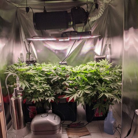 Purple pinecone x2 growlog timeline photo