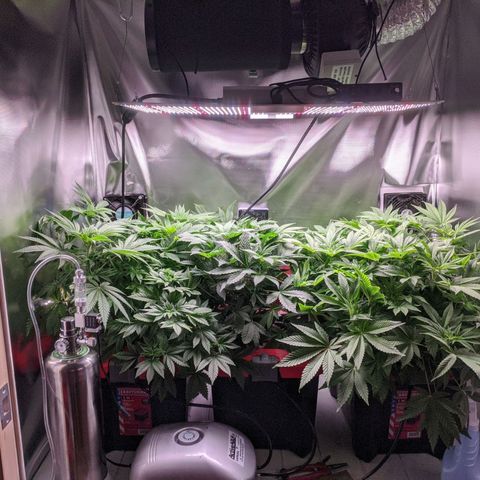 Purple pinecone x2 growlog photo: Very vibrant growth