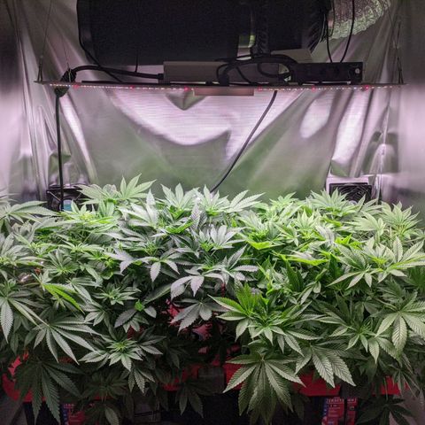Purple pinecone x2 growlog photo: Starting to see pistils on some of the plants we have some females