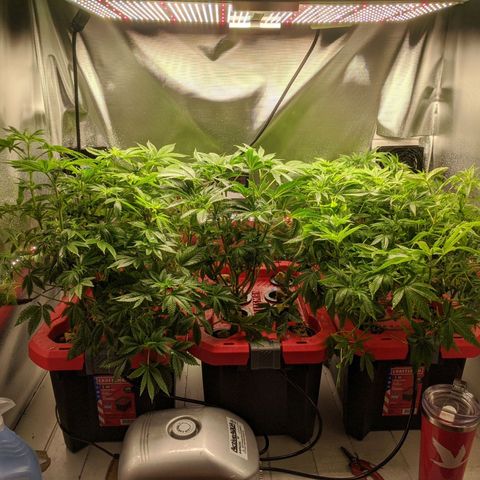 Purple pinecone x2 growlog photo: After defoliation