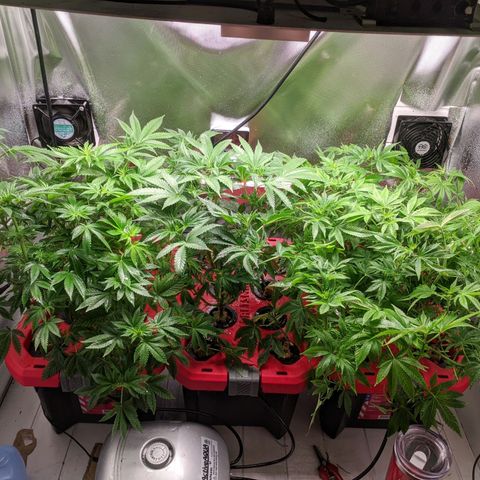 Purple pinecone x2 growlog photo: After defoliation