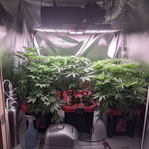 Purple pinecone x2 growlog photo: Added co²