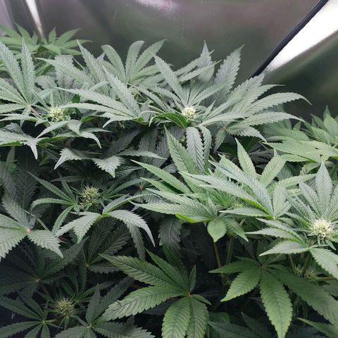 Purple pinecone x2 growlog photo: It begins