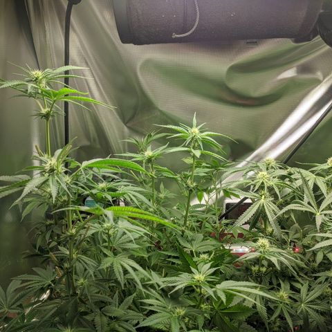 Purple pinecone x2 growlog photo: After defoliation