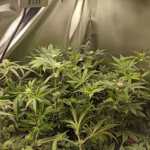 Purple pinecone x2 growlog photo: After defoliation