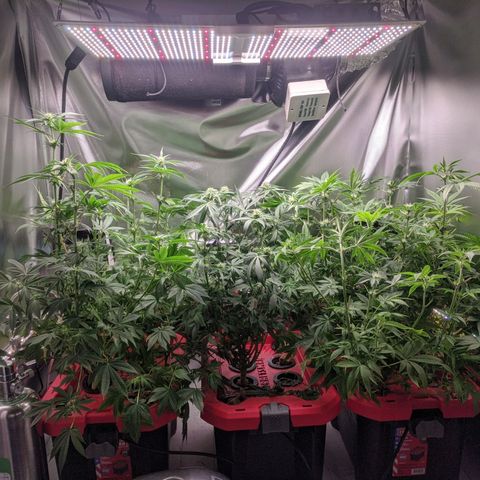 Purple pinecone x2 growlog photo: After defoliation