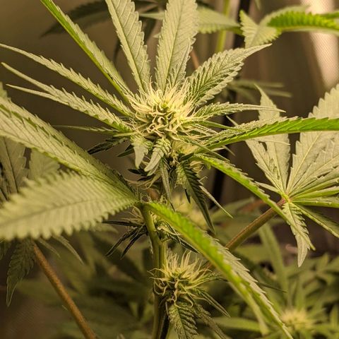 Purple pinecone x2 growlog photo: Buds fattening nicely