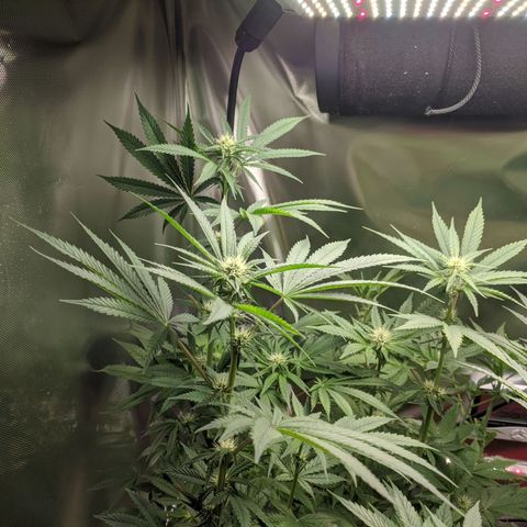 Purple pinecone x2 growlog photo: Buds fattening nicely