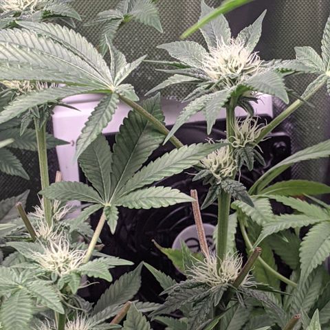 Purple pinecone x2 growlog photo: Buds fattening nicely