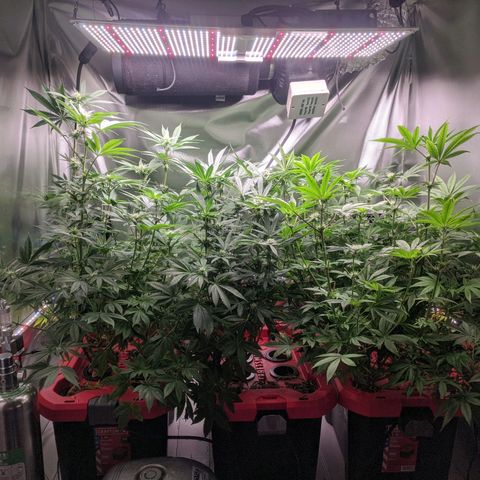 Purple pinecone x2 growlog photo: Buds fattening nicely