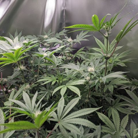 Purple pinecone x2 growlog photo: Buds fattening nicely