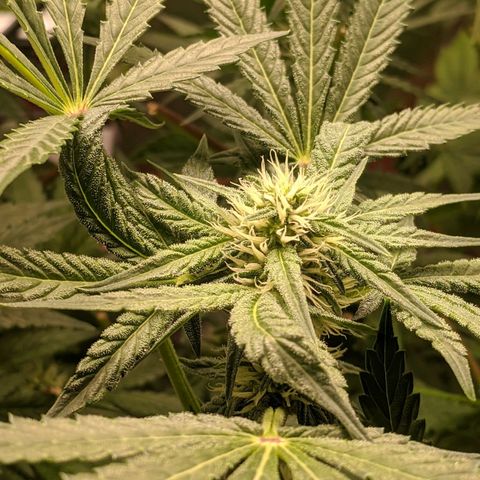 Purple pinecone x2 growlog photo: Buds fattening nicely